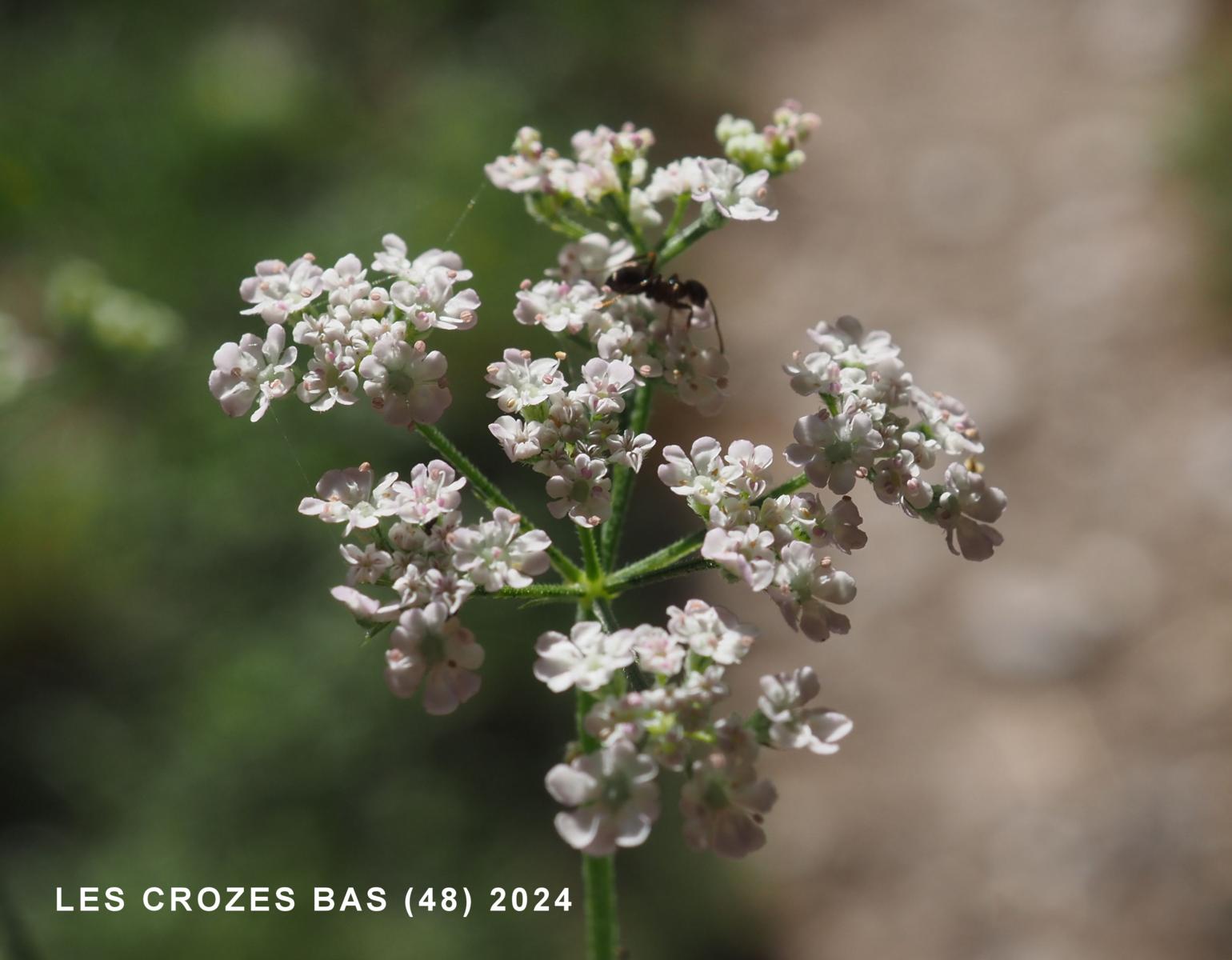 Hedge Parsley, Upright 